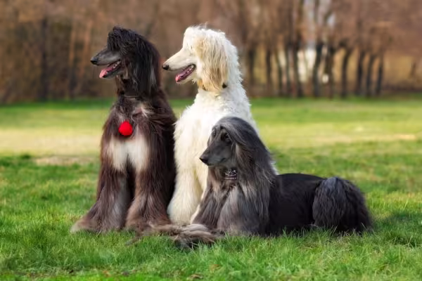 O cão Afegão é aceito em vários tipos de cores