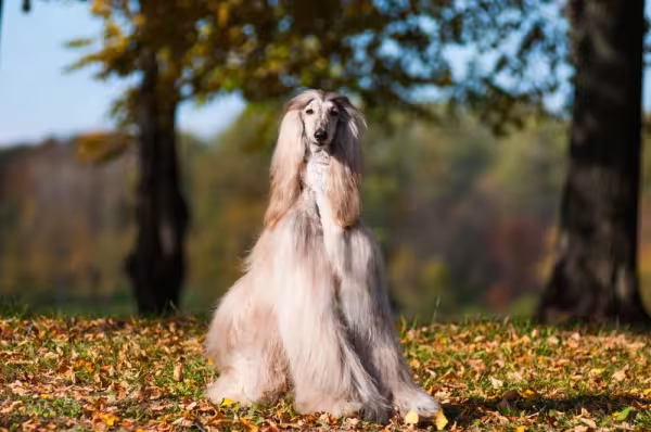 O Afghan Hound precisa de uma série de cuidados com a sua pelagem