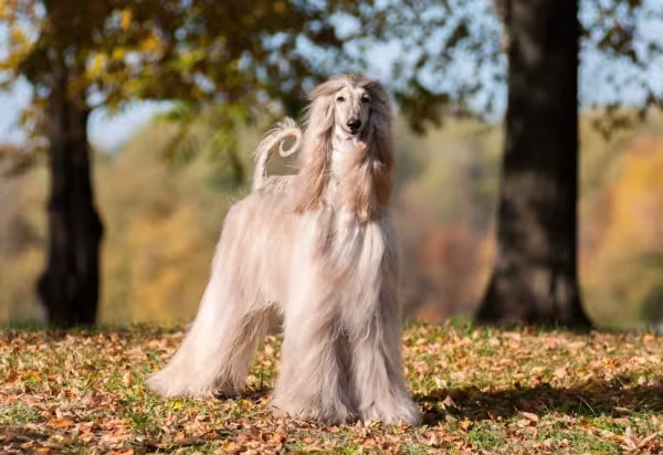 Galgo Afegão: uma dieta balanceada faz toda a diferença na vida do doguinho