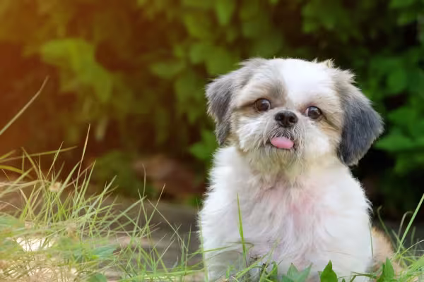 O Shih Tzu é uma das raças preferidas na hora de comprar um cachorro