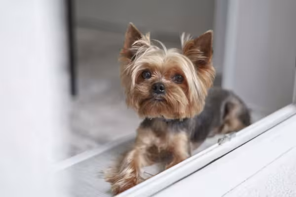 Não é à toa que o Yorkshire é um dos preferidos na hora de comprar um cachorro: olha essa fofura!