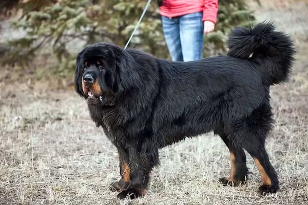 Uma foto de cachorro Mastiff deixa claro o motivo da raça ser considerada uma das maiores do mundo
