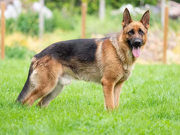 Impossivel falar de fotos de cachorros grandes sem mencionar o famoso Pastor Alemão