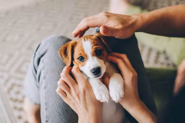Impossível olhar fotos de cachorros filhotes e não ter vontade de pegar no colo