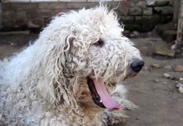 Não tem como ver foto de cachorro peludo sem ficar com vontade fazer carinho nele