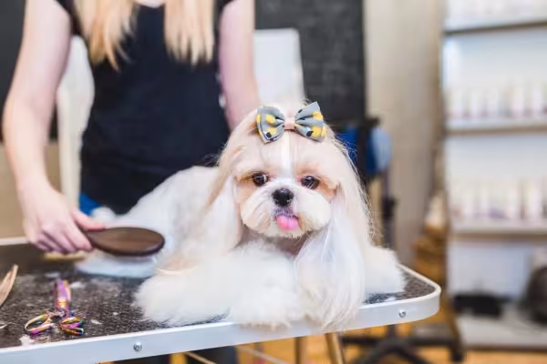 Aproveite o momento da escovação para tirar foto de cachorro peludo