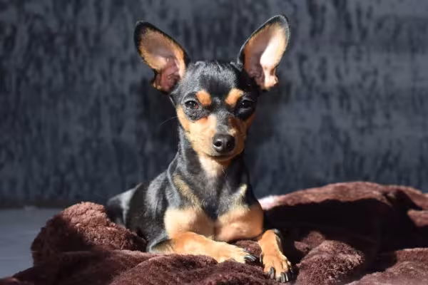 Impossível falar de fotos de cachorros pequenos sem lembrar do Pinscher, o típico baixinho brabo