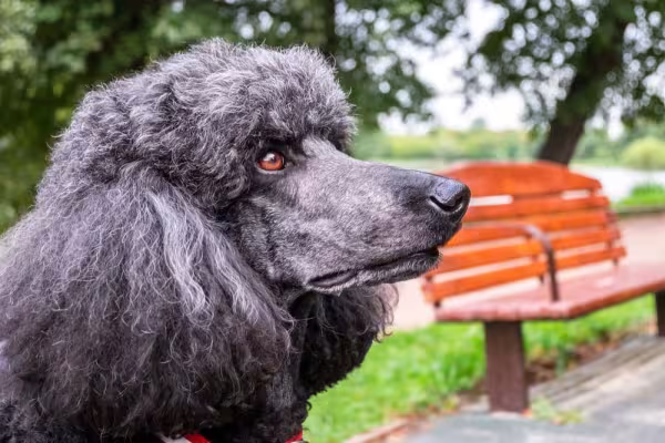 Beleza do cãozinho Poodle deixa qualquer um de boca aberta