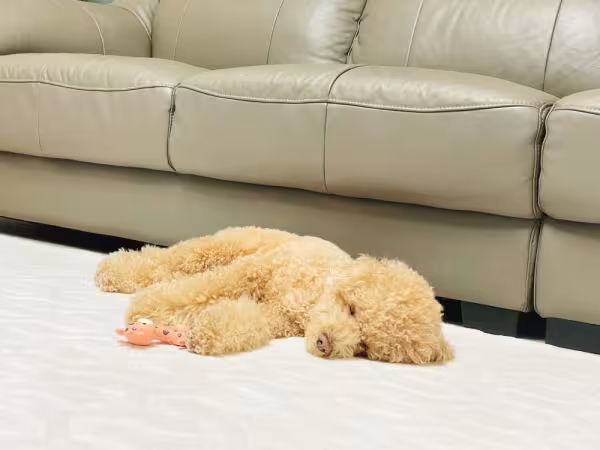 Momento preguiça da raça Poodle também merece um registro fotográfico