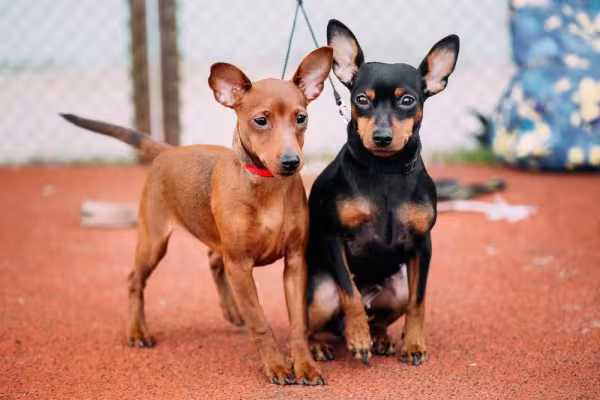 Fotos de cachorro Pinscher: todas as cores da raça se saem bem nas fotografias