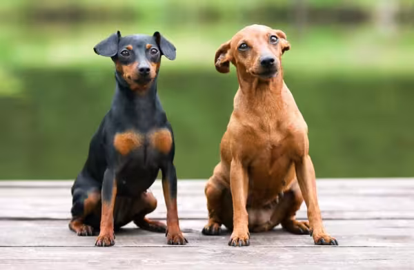 Uma boa dica de foto é fazer o pet posar com o outro amiguinho da raça Pinscher no parcão