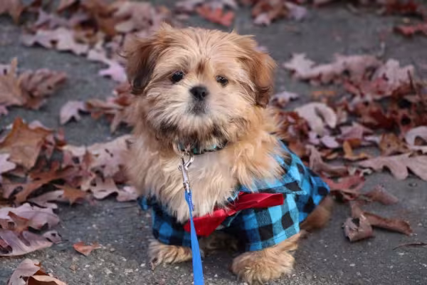 É impossível não ficar com vontade de registrar um Shih Tzu com roupinha de frio