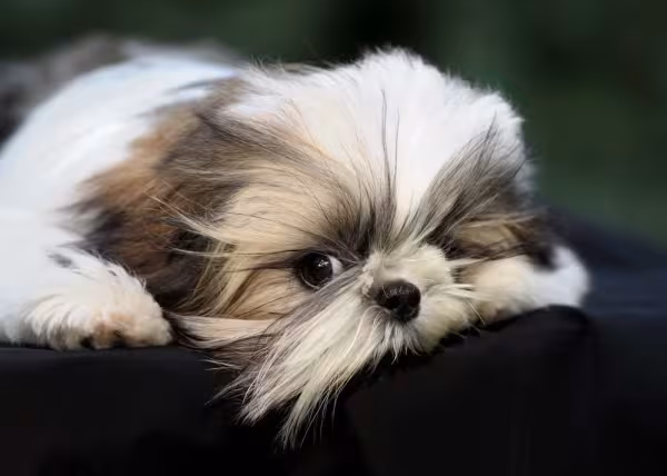 Shih Tzu: uma das raças mais populares do Brasil também faz sucesso nas fotografias