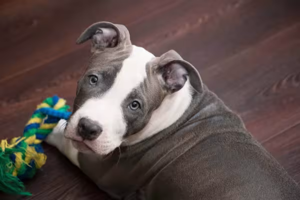 Registrar a carinha de pidão do doguinho sempre fica muito legal