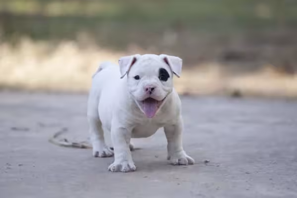 O filhote de Pitbull é uma fofura e deixa todos apaixonados