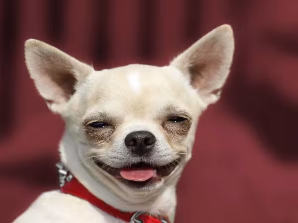 Aproveitar a espontaneidade do pet é uma ótima dica de como tirar foto de cachorro