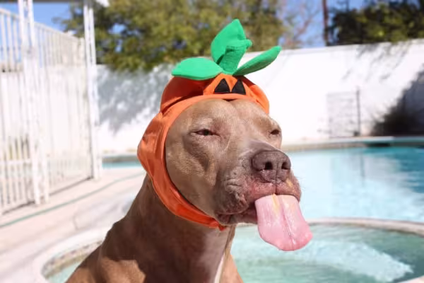 Fantasiar o doguinho sempre rende uma foto de cachorro engraçado