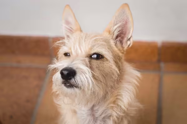 Carinha de rabugento também pode ser motivo de foto de cachorro engraçado