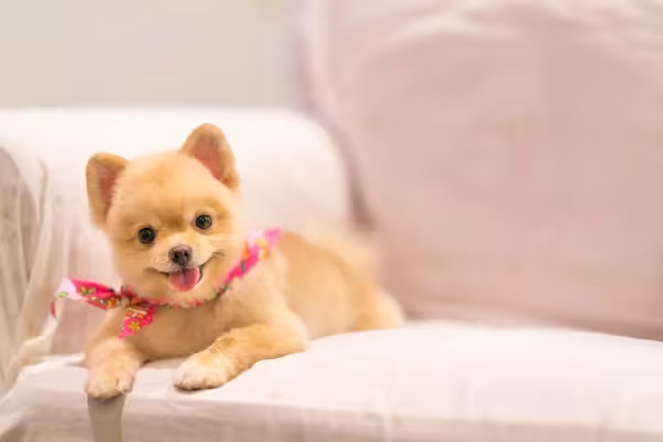 Existe coisa mais fofa que um Lulu da Pomerânia filhote?