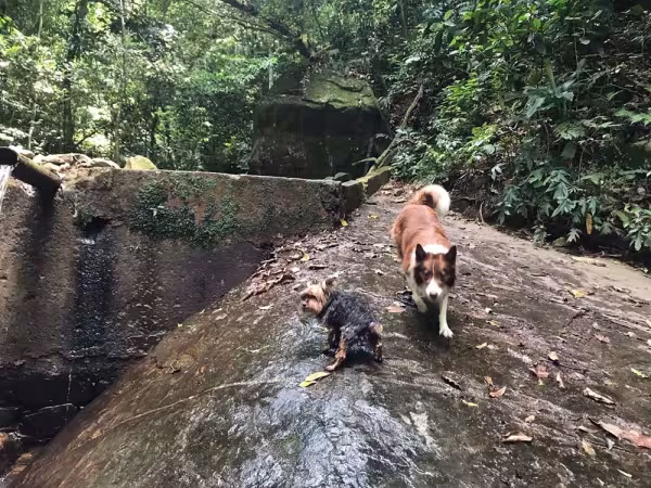 Max e Lali são dois doguinhos apaixonantes que rendem ótimas fotos de cachorros fofos na natureza