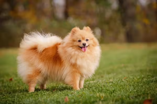 Enquanto o Spitz Alemão preto é raro, o Spitz laranja é uma das colorações mais comuns