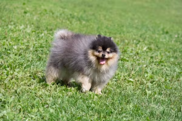 O Lulu da Pomerânia preto é raro, mas a tonalidade cinza azulada também não é facilmente encontrada