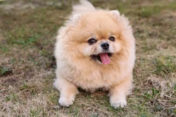 Ao contrário do Spitz preto, o Spitz creme tem a pelagem bem clarinha, mas igualmente fofa