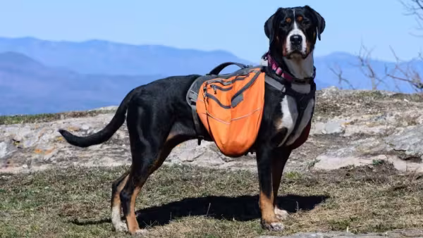Em alguns casos, a mochila para cães pode ter dois compartimentos laterais