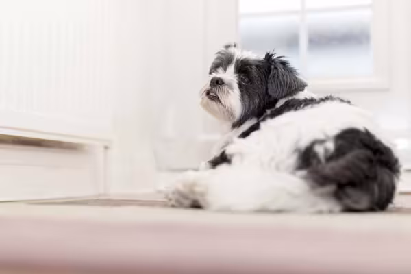 O Lhasa Apso preto e branco é uma das cores possíveis da raça