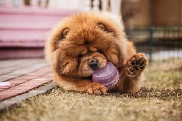 Chow Chow filhote brincando com bola