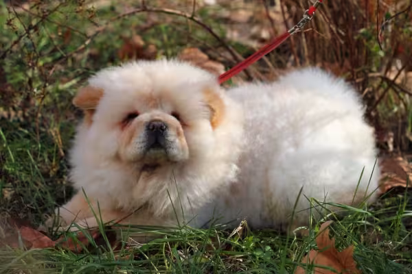 Chow Chow filhote deitado no gramado