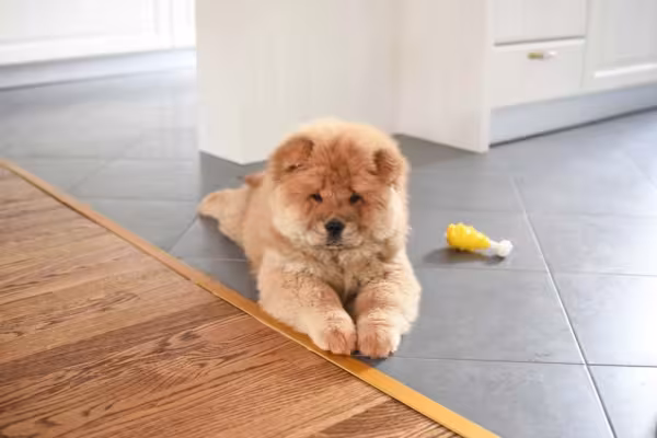 Chow Chow deitado perto de tapete