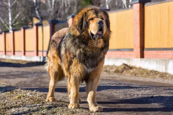 O cachorro Mastiff precisa de passeios de 30 minutos a uma hora de duração