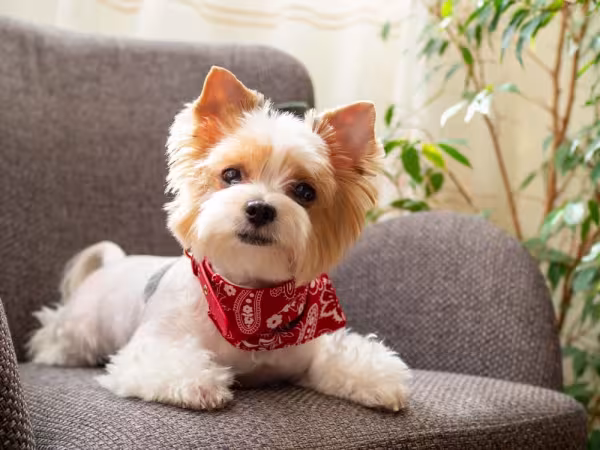Cachorros peludinhos: Yorkshire Terrier é um pet que ama a companhia do tutor