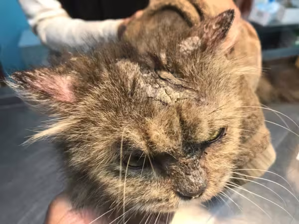 A crosta preta no nariz do gato é um sinal clínico da doença