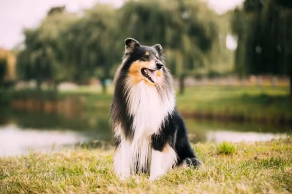 O cachorro Collie pode ter diferentes cores de pelagem