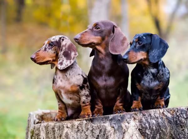 Os cães salsicha podem ter diferentes cores