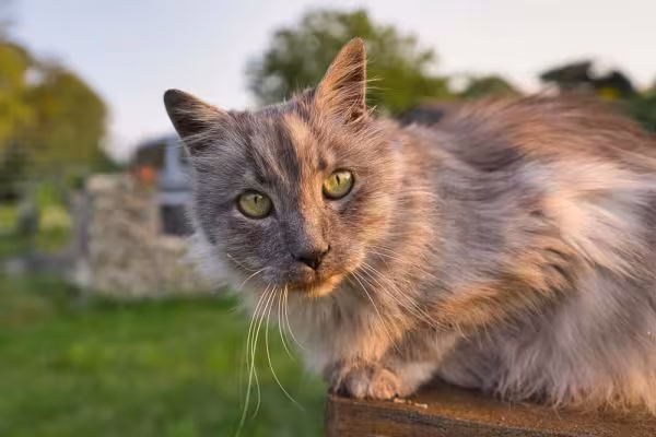 O gato Angorá pode ter uma coloração lilás acinzentada