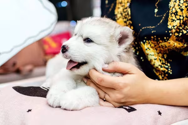 Filhote de Husky sendo acariciado por uma mão
