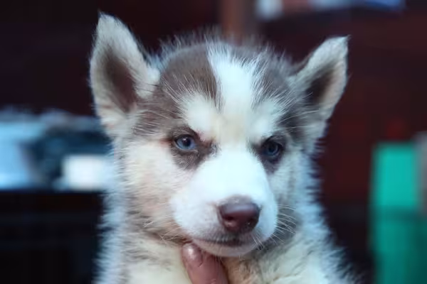 Husky Filhote olhando sério