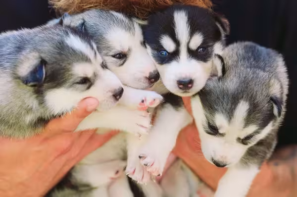 Filhotes de Husky Siberiano juntos
