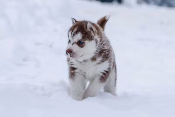 Filhote de Husky na neve