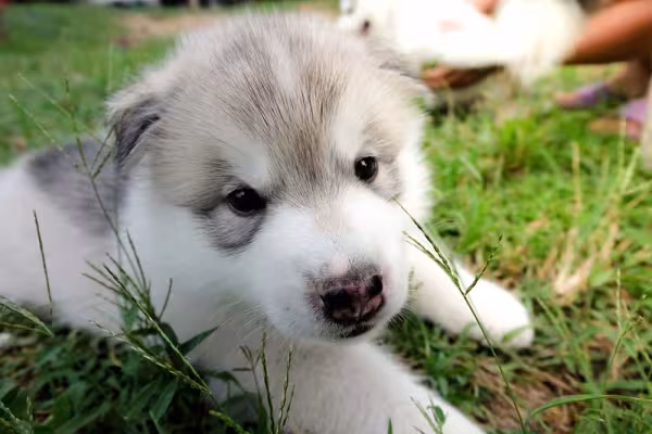 Filhote de Husky com olhos escuros