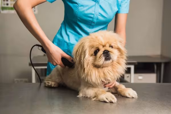 Shih Tzu tosado no modelo leão fica um charme