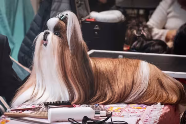 A tosa de Shih Tzu longa é bem exuberante