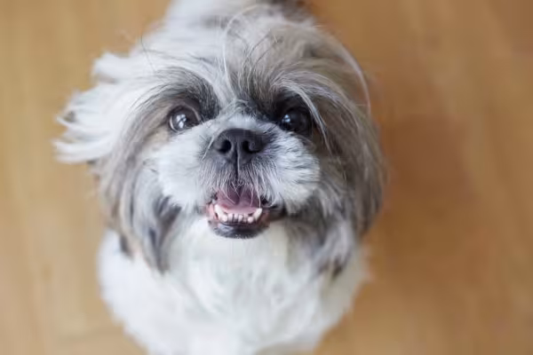 Tosa Shih Tzu japonesa deixa a aparência do animal diferente do comum