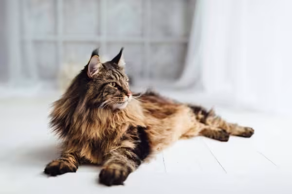 Maine Coon deitado olhando para o lado