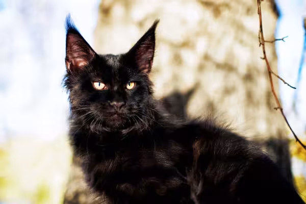 Maine Coon preto ao ar livre