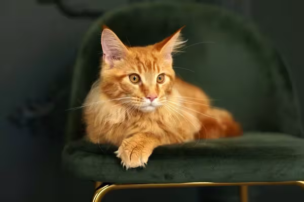 Maine Coon laranja deitado em poltrona verde