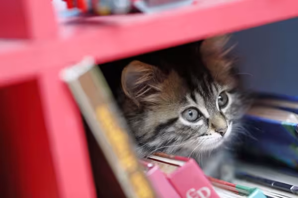 Maine Coon filhote escondido